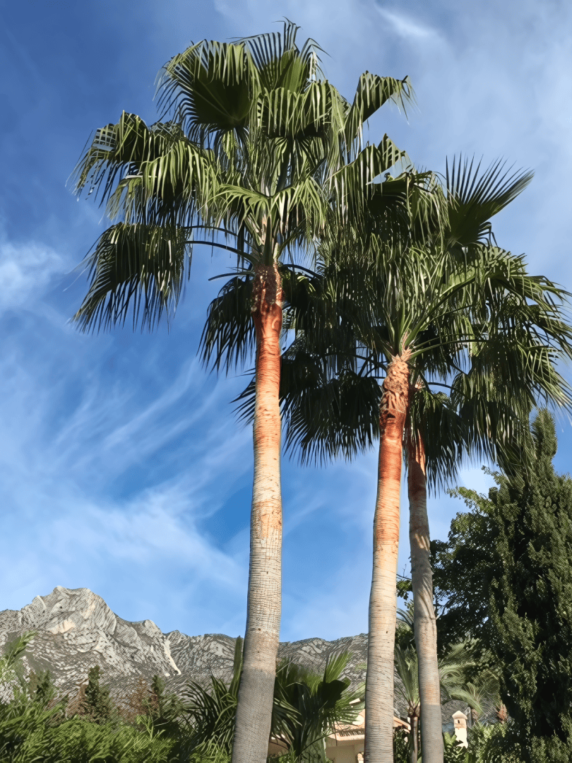 Close-up of colorful palms and vibrant garden in Sierra Blanca.